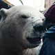 Maybe don’t try and hug this bear.